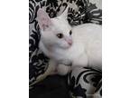 Adopt Vinegar a White Domestic Shorthair / Mixed cat in Wheaton, IL (38985473)