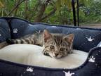 Adopt Falco (little kitten, big heart!) a Brown Tabby Domestic Shorthair / Mixed