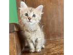 Adopt Nala a Brown or Chocolate Domestic Mediumhair / Mixed cat in