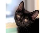 Adopt Iggy a All Black Domestic Shorthair / Mixed cat in Sarasota, FL (39172424)