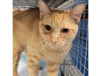 Adopt Lindsey a Orange or Red Domestic Shorthair / Mixed cat in Sarasota