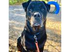 Adopt Mahgeetah a Black Rottweiler / Mixed dog in Sarasota, FL (39179842)