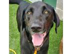 Adopt Winston a Black Labrador Retriever / Mixed Breed (Large) / Mixed dog in