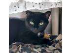 Adopt Evelyn a All Black Domestic Shorthair / Mixed cat in Walker, MI (39022522)