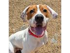 Adopt Ford a White - with Tan, Yellow or Fawn Hound (Unknown Type) / Mixed dog