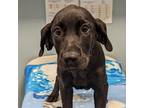 Adopt Pop a Labrador Retriever / Hound (Unknown Type) / Mixed dog in Wilmington
