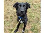 Adopt Benjamin a Mixed Breed (Medium) / Mixed dog in Wilmington, DE (39148229)