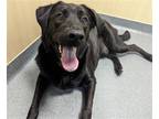 Adopt Hennessy a Labrador Retriever / Mixed dog in Wilmington, DE (39150689)