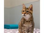 Adopt Nydia a Calico or Dilute Calico Domestic Shorthair / Mixed cat in