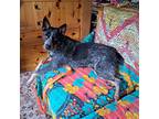 Adopt Ellie a Gray/Blue/Silver/Salt & Pepper Australian Cattle Dog / Mixed dog