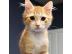 Adopt Huncho Jack a Orange or Red Domestic Mediumhair / Mixed cat in Lakeland