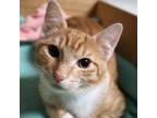 Adopt Hurby Azor a Orange or Red Domestic Shorthair / Mixed cat in Lakeland