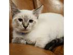 Adopt Rizzle Kick a Tiger Striped Siamese / Mixed cat in Lakeland, FL (39168556)