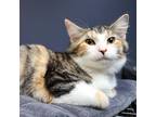 Adopt Kirpichi a Tortoiseshell Domestic Shorthair / Mixed cat in Lakeland