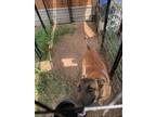 Adopt Rue - Located in Oklahoma a Tan/Yellow/Fawn - with Black Belgian Malinois