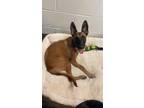 Adopt Emma - Located in FL a Belgian Malinois / Mixed dog in Imlay City