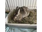 Adopt Pitcher's Mound a Bunny Rabbit