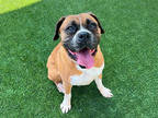 Adopt MOONPIE a Tan/Yellow/Fawn - with White Boxer / Mixed dog in Pasadena