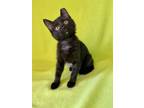 Adopt Ladonna a All Black Domestic Shorthair (short coat) cat in Manitou