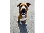 Adopt Gus a Tan/Yellow/Fawn Labrador Retriever / Mixed dog in Los Angeles