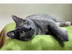 Adopt Minnie a Tortoiseshell Domestic Shorthair (short coat) cat in Manitou