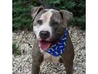 Adopt Guero a Gray/Silver/Salt & Pepper - with Black Pit Bull Terrier / Mixed