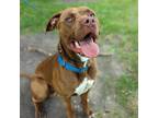 Adopt Baloo a Brown/Chocolate Pit Bull Terrier / Mixed dog in Riverwoods