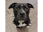 Adopt Ezra a Black Pit Bull Terrier / Mixed dog in Riverwoods, IL (39069614)