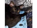 Adopt GaDu a All Black Domestic Shorthair / Mixed (short coat) cat in Los