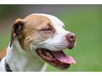 Adopt Remi a Brown/Chocolate - with White Mixed Breed (Medium) / Mixed dog in