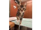 Adopt LIBBY a Domestic Medium Hair