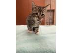 Adopt UNKNOWN a Domestic Medium Hair