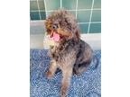 Adopt A768075 a Poodle, Mixed Breed