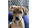 Adopt Henley a Brown/Chocolate - with White Beagle / Labrador Retriever / Mixed