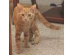 Adopt Purrcy a Orange or Red Tabby Tabby (short coat) cat in Prescott
