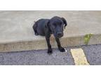 Adopt Xero a Black Labrador Retriever / Mixed dog in East Dundee, IL (39179032)