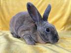 Adopt DEF. LEPPARD a Bunny Rabbit