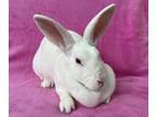 Adopt THE CURE a Bunny Rabbit