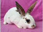 Adopt JOURNEY a Bunny Rabbit