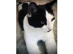 Adopt Finn a Black & White or Tuxedo Domestic Shorthair / Mixed (short coat) cat
