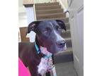 Adopt Xammy a Black - with White Labrador Retriever / Mixed dog in East Dundee