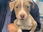Adopt DARLING a Pit Bull Terrier