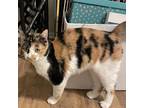 Adopt Carla a Calico or Dilute Calico Domestic Shorthair / Mixed cat in Salt