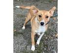 Adopt Kiwi a Red/Golden/Orange/Chestnut - with White Terrier (Unknown Type