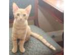 Adopt Coopurr a Orange or Red Tabby Tabby (short coat) cat in Prescott