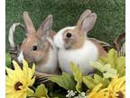 Adopt CUDDLY a Bunny Rabbit