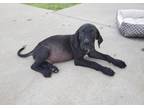 Adopt Xollo a Black Labrador Retriever / Mixed dog in East Dundee, IL (39179005)
