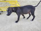 Adopt Xido a Black Labrador Retriever / Mixed dog in East Dundee, IL (39179014)