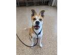 Adopt JACK a Tan/Yellow/Fawn Canaan Dog / Mixed dog in Springfield