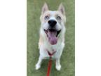 Adopt Goose a Siberian Husky / Shepherd (Unknown Type) / Mixed dog in Canton